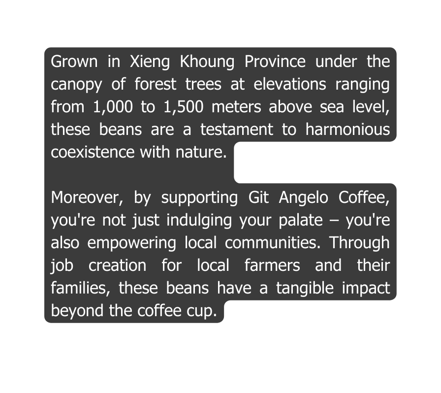 Grown in Xieng Khoung Province under the canopy of forest trees at elevations ranging from 1 000 to 1 500 meters above sea level these beans are a testament to harmonious coexistence with nature Moreover by supporting Git Angelo Coffee you re not just indulging your palate you re also empowering local communities Through job creation for local farmers and their families these beans have a tangible impact beyond the coffee cup